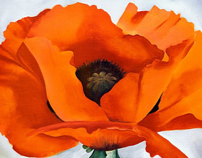 PacSci Now: Drawing Poppies and Their Pollinator Friends - Pacific